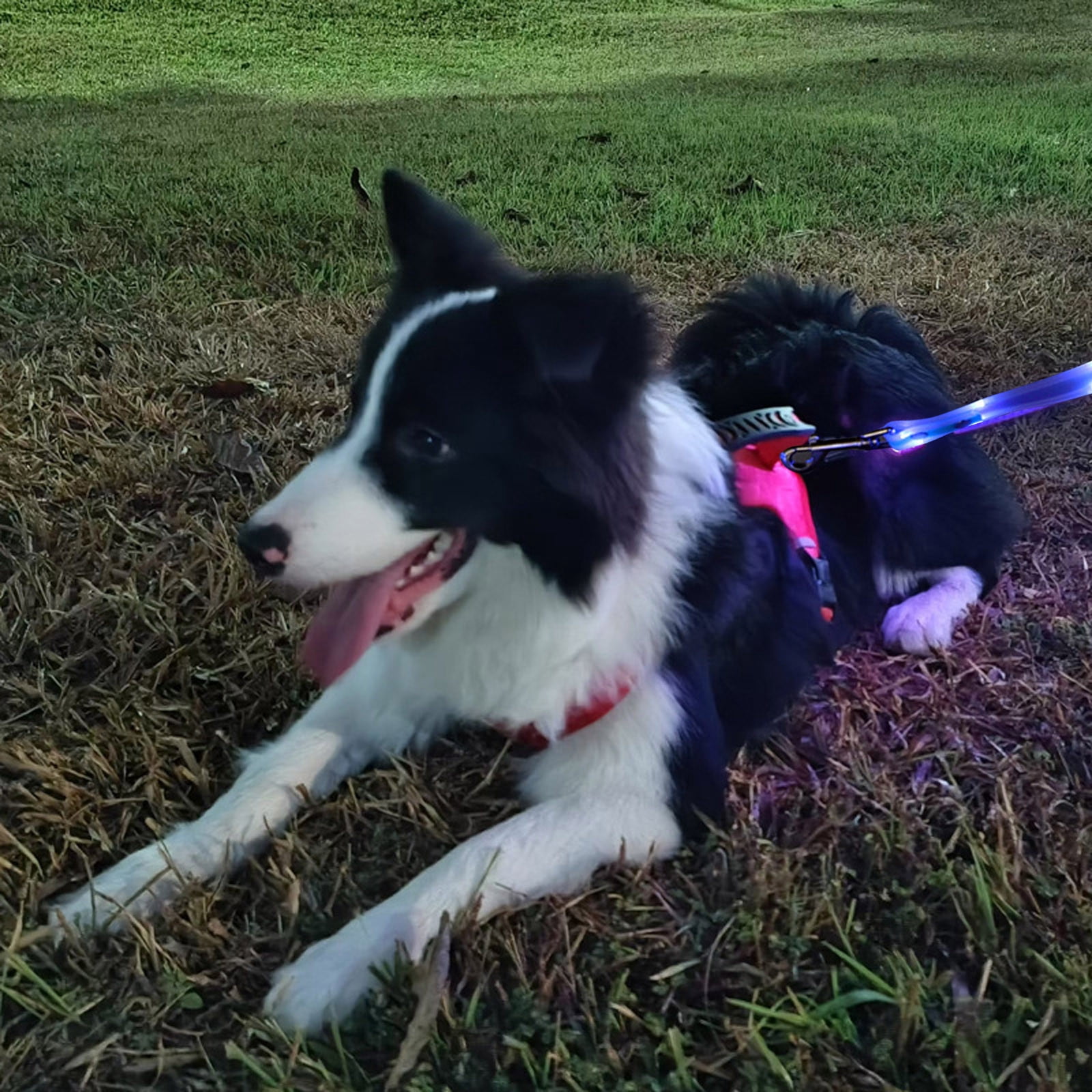 USB Rechargeable LED Dog Leash - 5FT Light Up Leash for Night Walking, Glow in The Dark Safety Lead with Reflective Stripes for Small Medium Large Dogs