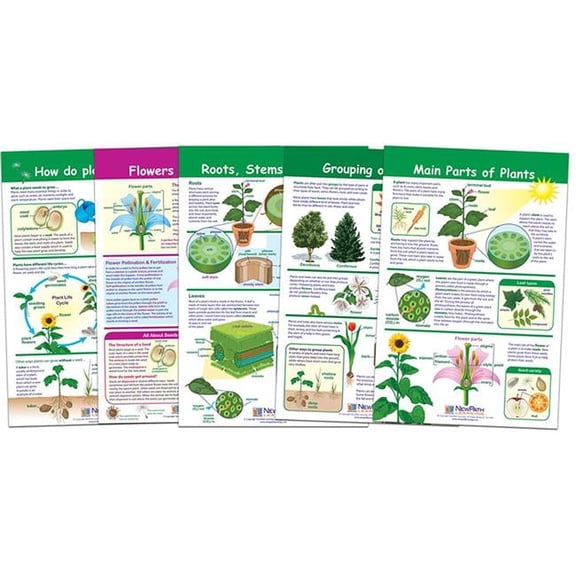 NewPath Learning  12 x 18 in. All About Plants Bulletin Board Chart, Set of 5