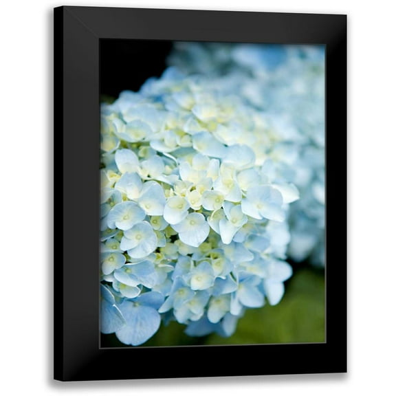 Millet, Karyn 11x14 Black Modern Framed Museum Art Print Titled - Hydrangeas IV