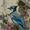 Sketch, variant on Blue Jay Floral Canvas Print, Aesthetic Wall Art for Living Room Bedroom Office Hallway Dining Room Entryway