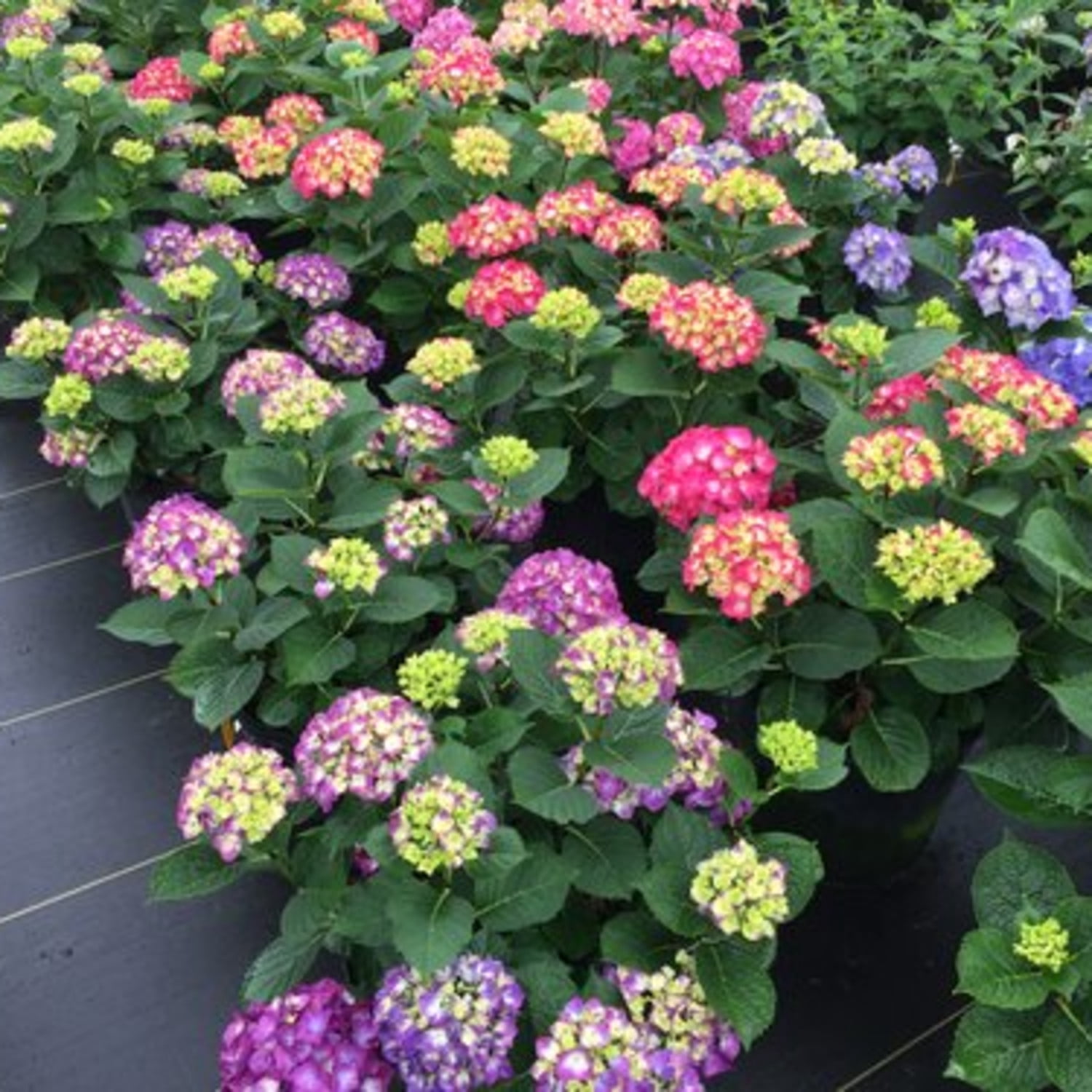 Proven Winners ColorChoice 5" Multicolor Wee Bit Giddy Bigleaf Hydrangea Live Plant in 4.5" Pot (4 Count)