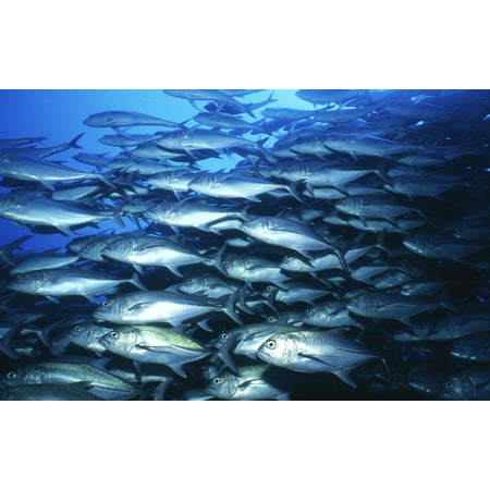 School of jacks in motion Cocos Island Costa Rica Canvas Art - Beverly FactorStocktrek Images (35 x 23)