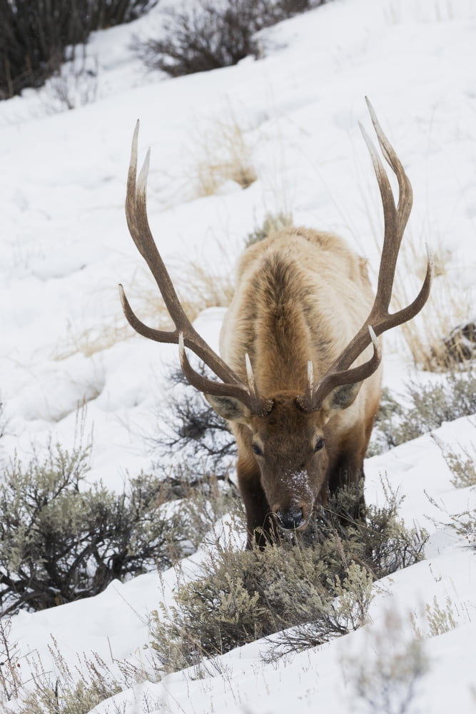 Rocky Mountain Bull Elk Winter Survival Poster Print By Ken Archer 24 X 36 Walmart Com