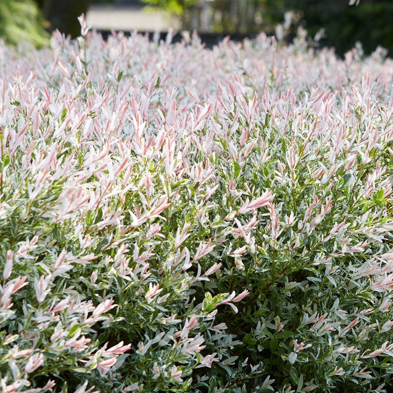 Expert Gardener 3.25G Dappled Willow Flowering Live Plants Full Sun White