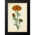 thumbnail image 2 of Unknown 17x24 Black Modern Framed Museum Art Print Titled - Vibrant Curtis Botanicals I, 2 of 5