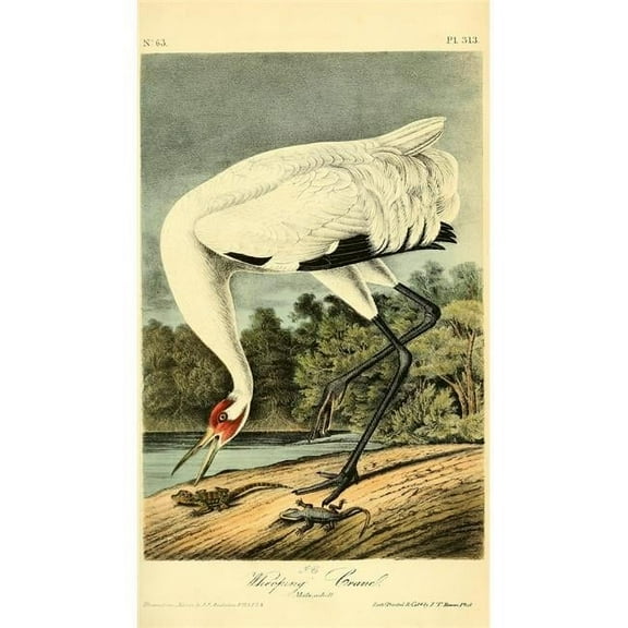 Birds of America 1844 Whooping Crane Poster Print by J.J. Audubon - 24 x 36 - Large