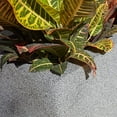 thumbnail image 5 of PolyStone Kensington Tall Modern Outdoor/Indoor Column Planter, 16” L x 16" W x 36" H, Lightweight, Heavy Duty, Weather Resistant, Polymer Finish, Commercial and Residential - Gray Granite, 5 of 5