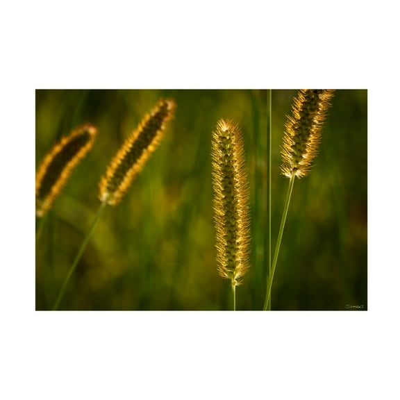 Canvas Wall Art - Gordon Semmens 'Textures 10' Wall Art for Living Room, Bedroom, or Office Décor by Trademark Fine Art - 19 x 12 Inches