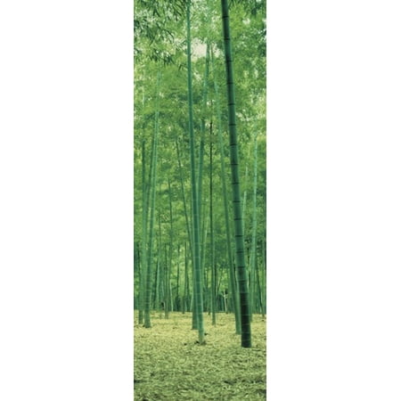 Bamboo Forest Nagaokakyo Kyoto Japan Poster Print