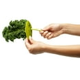 thumbnail image 4 of Chef'n LooseLeaf Kale, Chard, Collard Greens and Herb Stripper, Arugula, 4 of 9