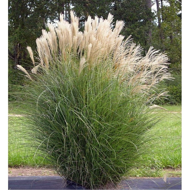 Chinese Silver Maiden Grass Miscanthus Sinensis Gracillimus Quart Pot Walmart Com Walmart Com