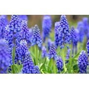 20 Grape Hyacinth Bulbs-muscari Armeniacum- Beautiful Spring Blooms, Perennial Garden Flowers