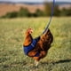 thumbnail image 4 of Correa para Pollos, Arnés de Nailon para Aves de Corral, Correa de Malla Transpirable para Entrenamiento, Correa Ajustable para Pollos, Patos y Aves de Corral, Ligera, Portátil, Varios Tamaños, 4 of 4