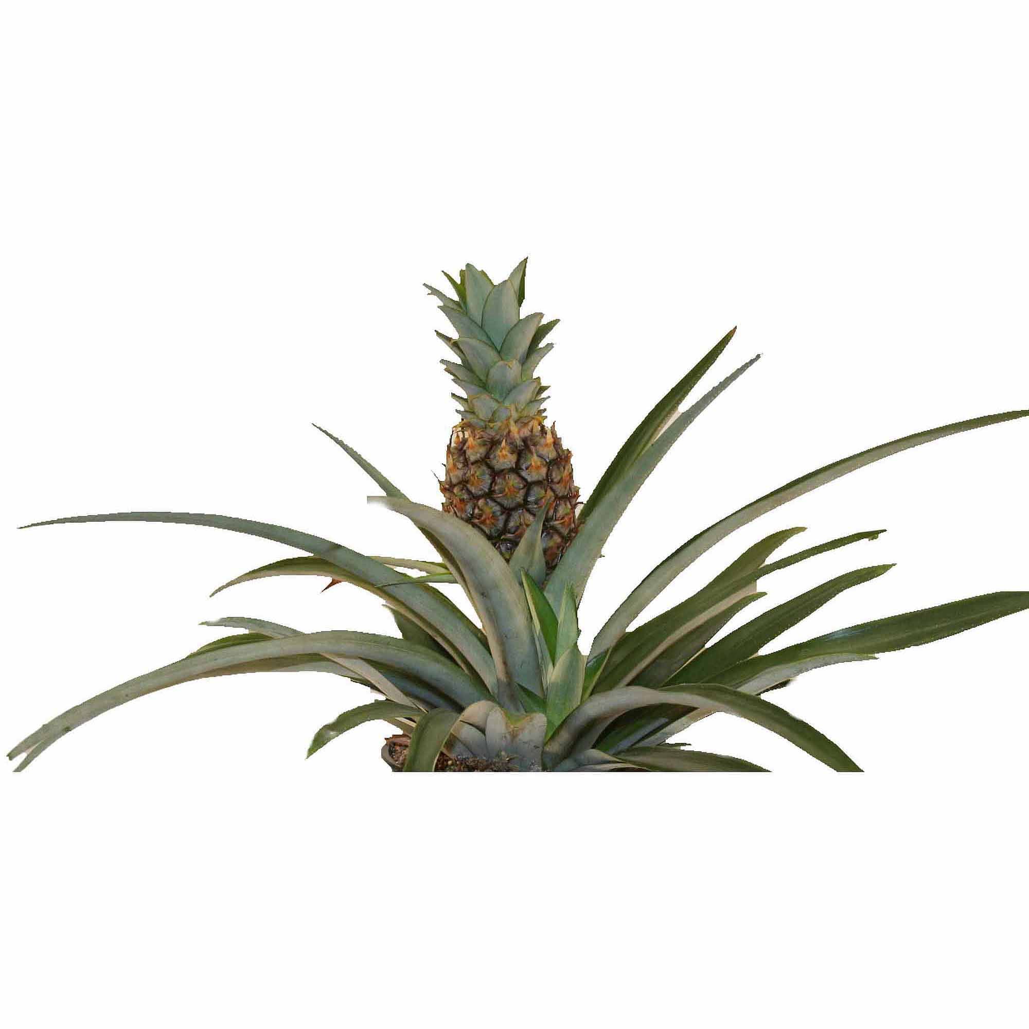 Delray Plants Pineapple in 6" Pot