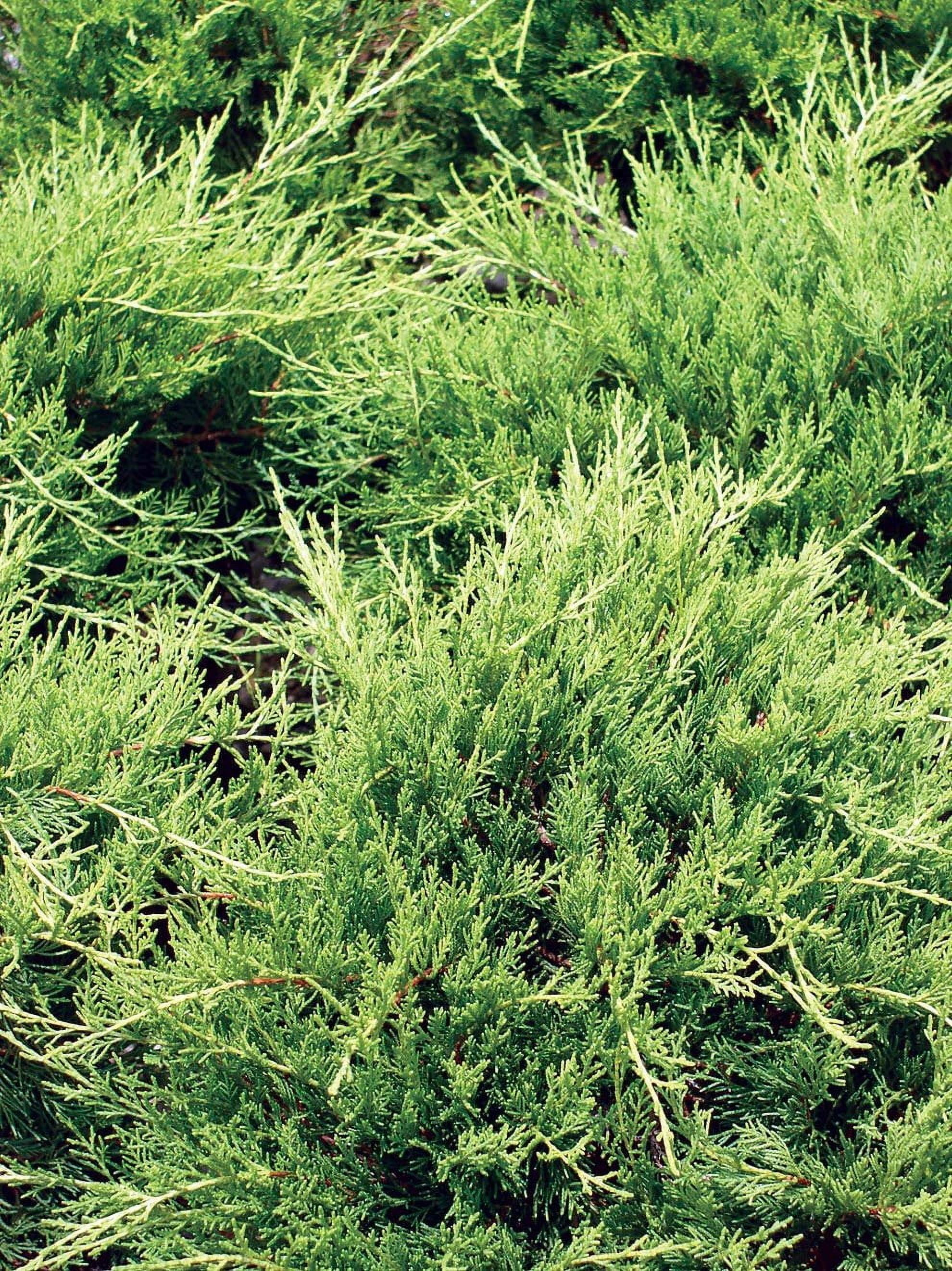 Gold Lace Juniper - 3 Live Plants - Juniperus Chinensis - Evergreen Groundcover