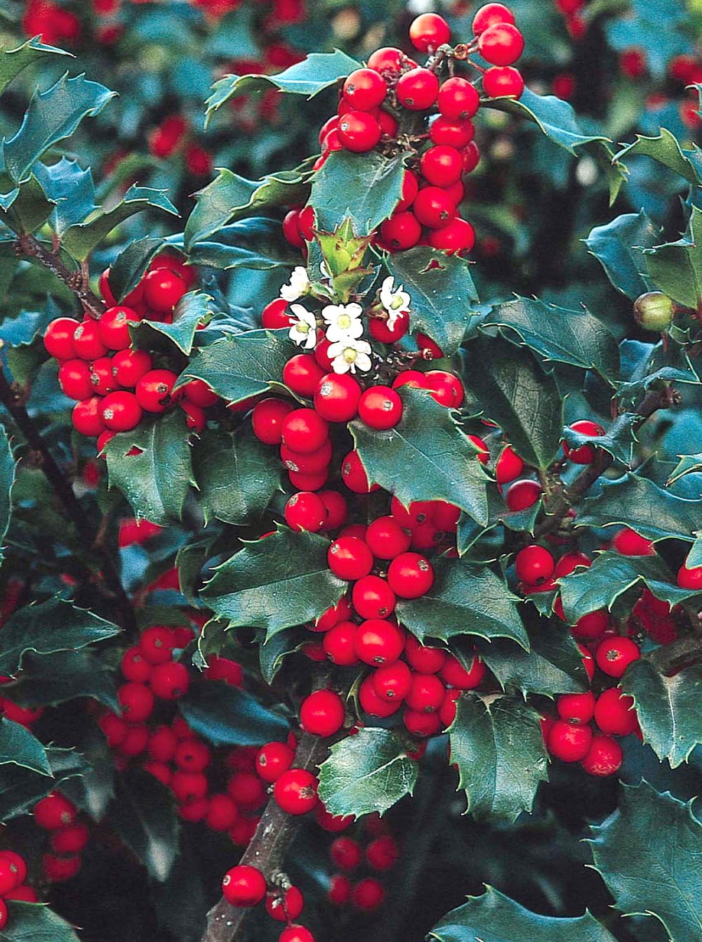 Blue Prince/Blue Princess Holly Hardy Evergreen 2 plants/ one quart