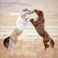 thumbnail image 2 of Great Art Now Collection of Horses VIII by PHBurchett, Framed Wall Art, 20W x 20H, 2 of 3