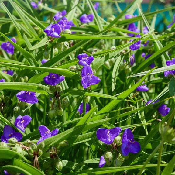 Outsidepride Ohio Spiderwort - 2000 Seeds