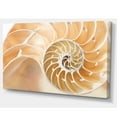 thumbnail image 2 of Brown Nautilus Shell Pattern - Brown, 2 of 3