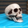thumbnail image 6 of Pompotops Up to 50% off! Halloween Skeletons Plastic Realistic Fake Simulation Human Skull HeadBone Model Halloween Prop Realistic Mini Skeleton Spooky Halloween Decoration, 6 of 9