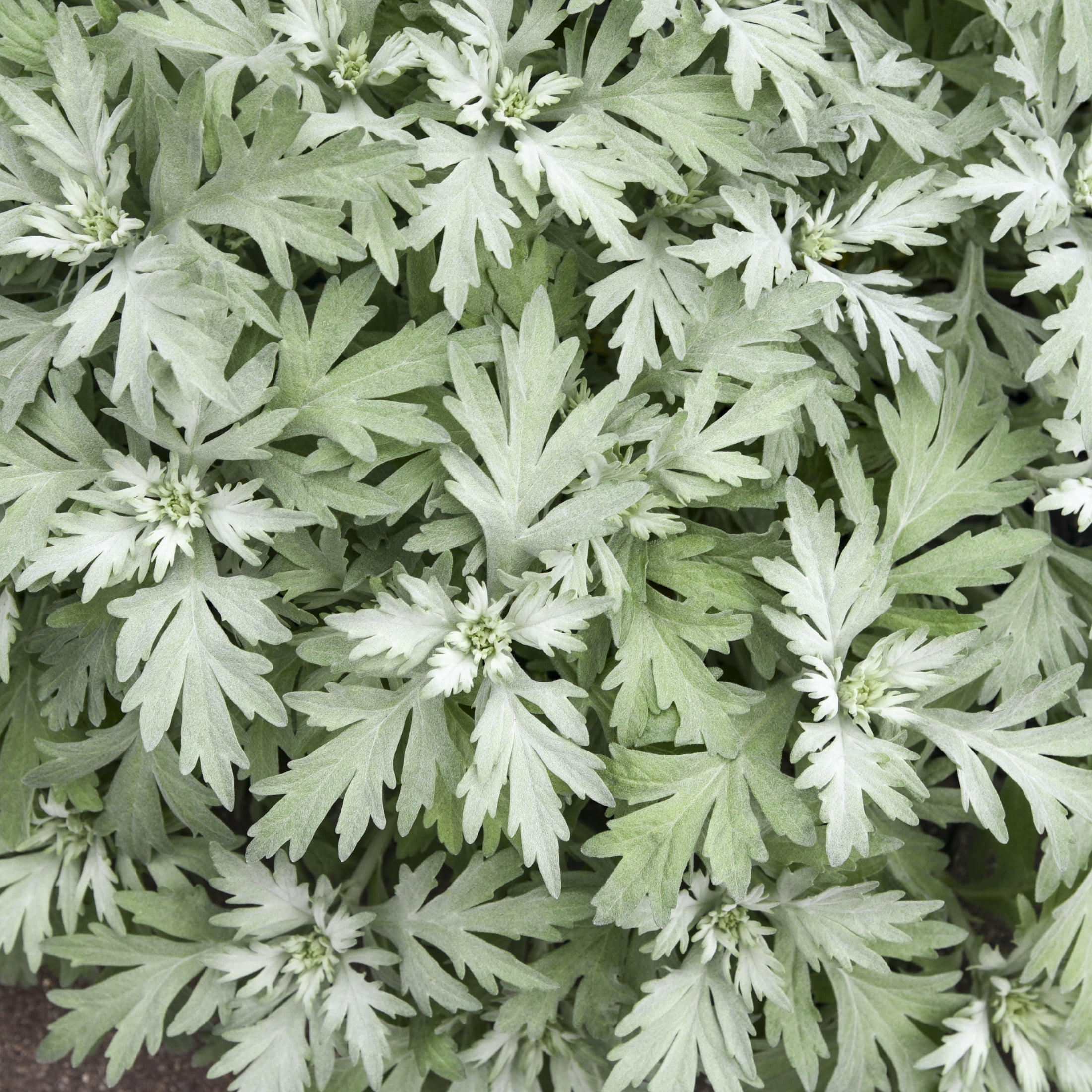 Proven Winners 6" Gray 'Silver Lining' White Sagebrush Live Plant in 6.5" Pot