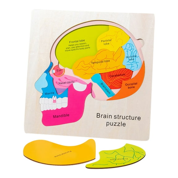 Learning Human Body Toy Montessori Puzzles Anatomy Kids Brain Structure Model Toys Toddler for Child Preschool