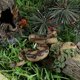 thumbnail image 5 of Juguete de serpiente de goma falsa de simulación, modelo de pitón, accesorios de broma espeluznantes para jardín, 5 of 5