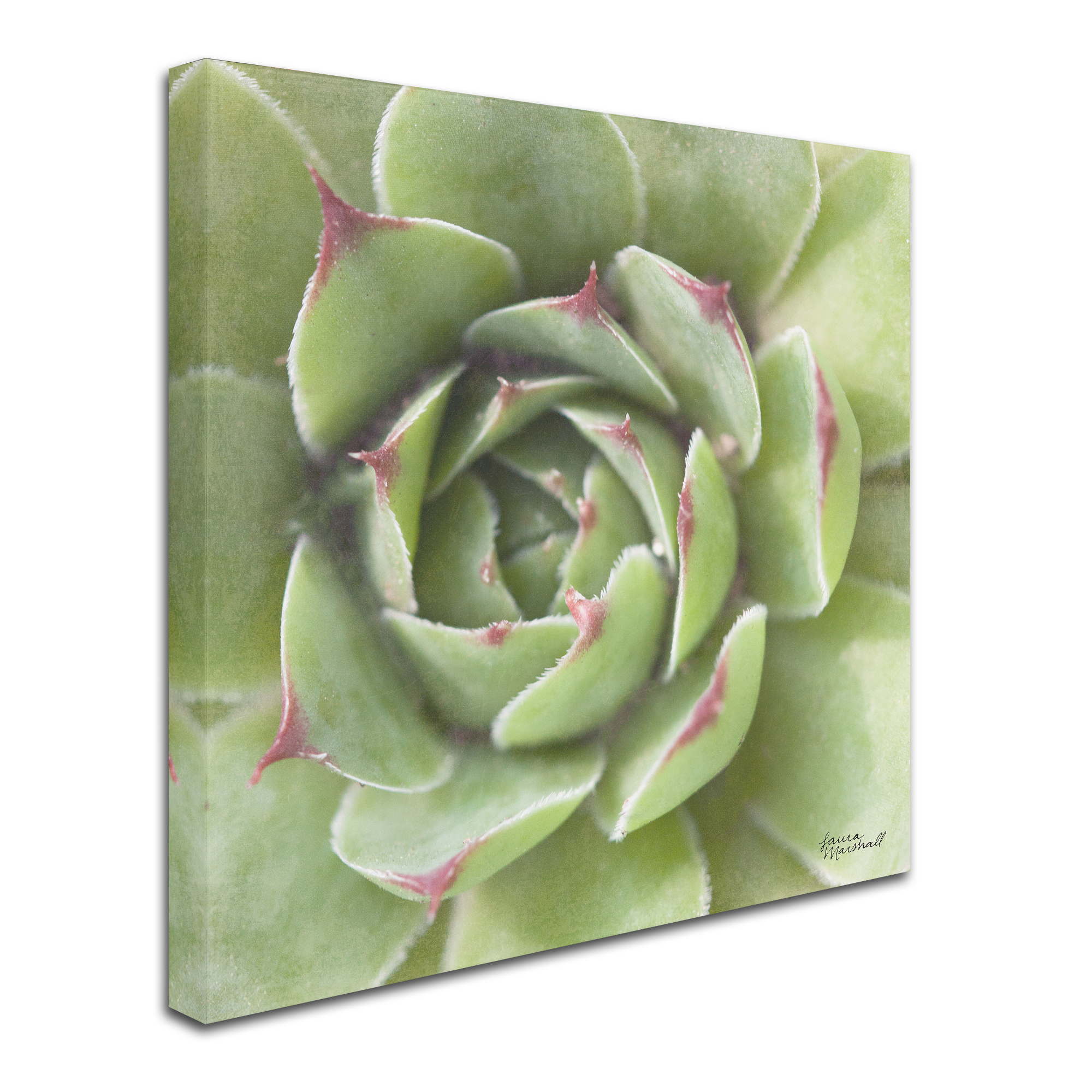 Trademark Fine Art 'Garden Succulents II Color' Canvas Art by Laura Marshall