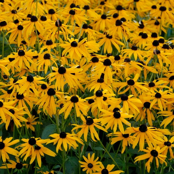 Rudbeckia (Black Eyed Susan) Seeds - Goldsturm Sunset - 500 Seeds - Yellow Blooms - Perennial Black-Eyed Susan Flower Garden Seed