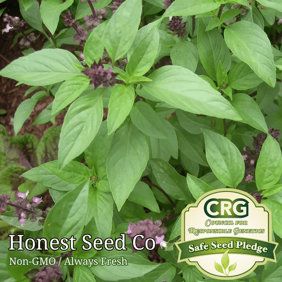 Non-GMO Thai Basil | 300  Seeds