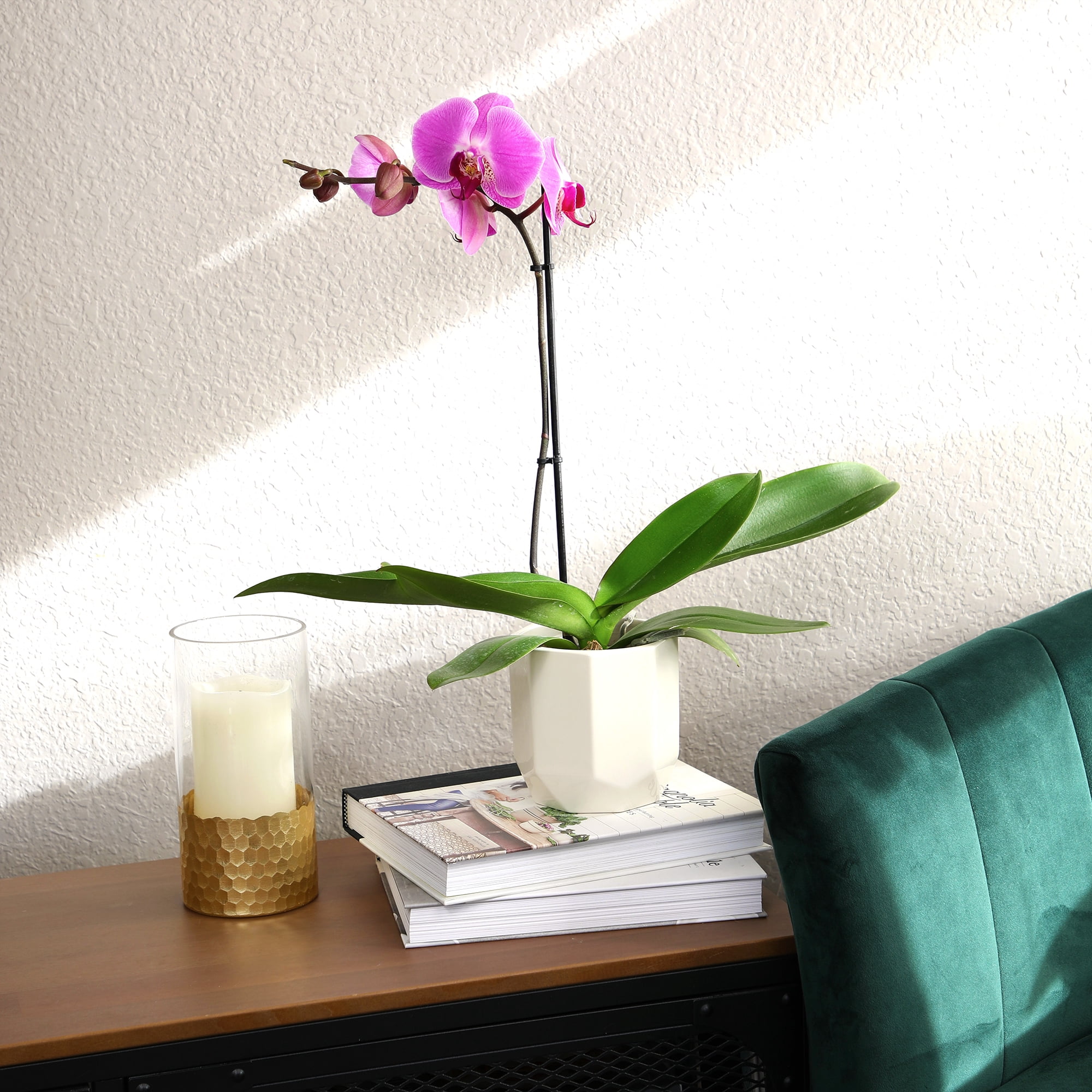 Element by Altman Plants 18-30" Purple Orchid - White Pot - Pet Safe - Easy Live Plant - Partial Sun