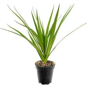 "W-PFR ELMT 8"" PREM CTENANTHE (BLK POT)"