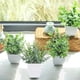 thumbnail image 4 of Paquete de 4 miniplantas artificiales en maceta | Decoración de vegetación artificial pequeña | Plantas de plástico para mesa de 18 cm | Plantas artificiales ligeras y duraderas para el hogar, la, 4 of 6