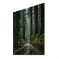 thumbnail image 2 of Designart "Redwood National and State Park in the USA II" Landscapes Print on Natural Pine Wood, 2 of 5