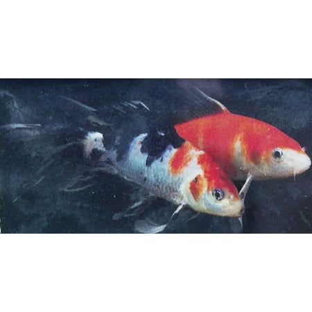Butterfly Koi Fish 4in