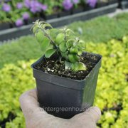 Aeschynanthus, Twisted Lipstick Plant, Twister, Twisted Lipstick Plant - Pot Size: 3in (2.6x3.5in) - House Plants
