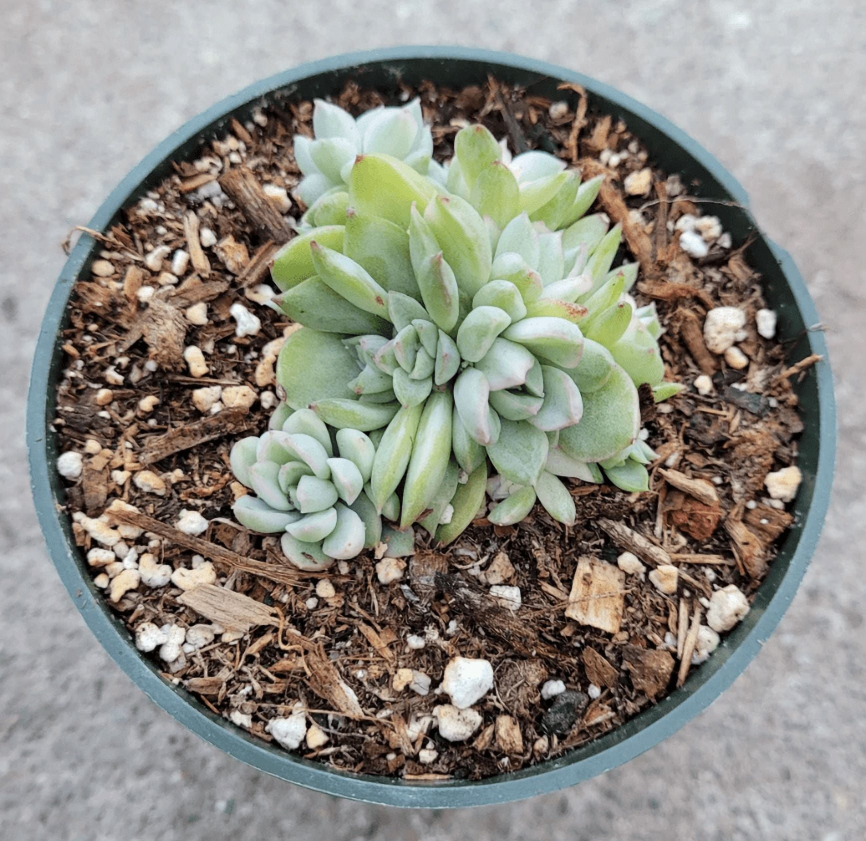 Echeveria Mebina Variegated Succulent Live Plant 2 Inch for Indoor Outdoor Home Office Garden Decor