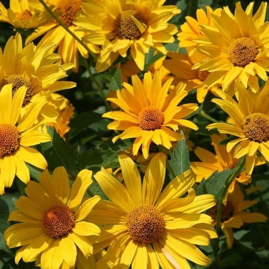 Sunflower Seeds Ox Eye 1 Ounce Yellow Flower Seeds, Open