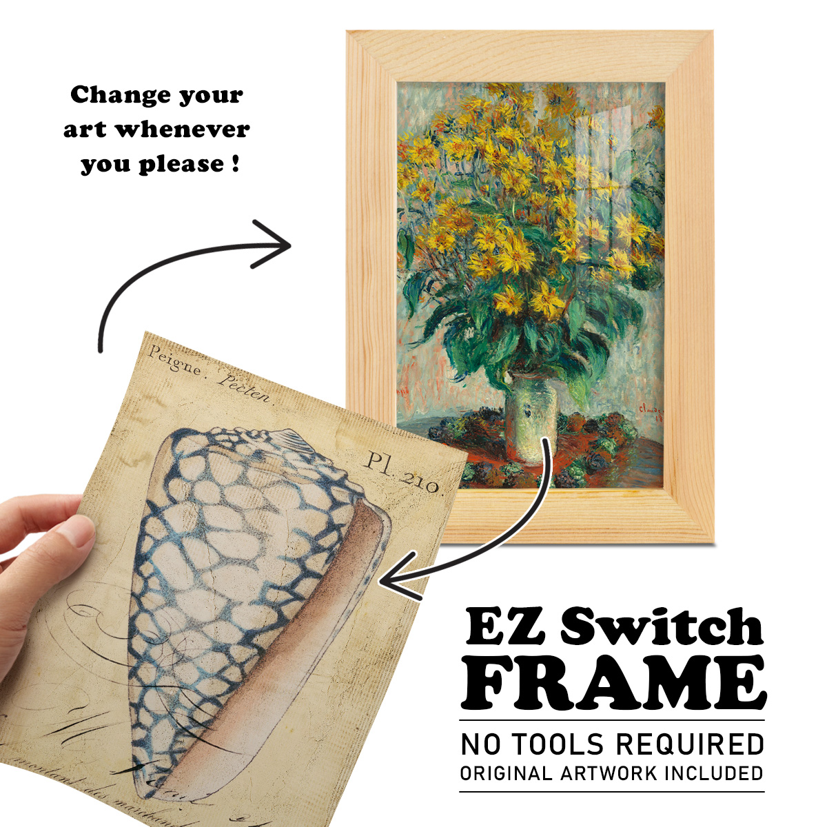 Seashell Ephemera IV - Framed Print w/glass - Natural Wood