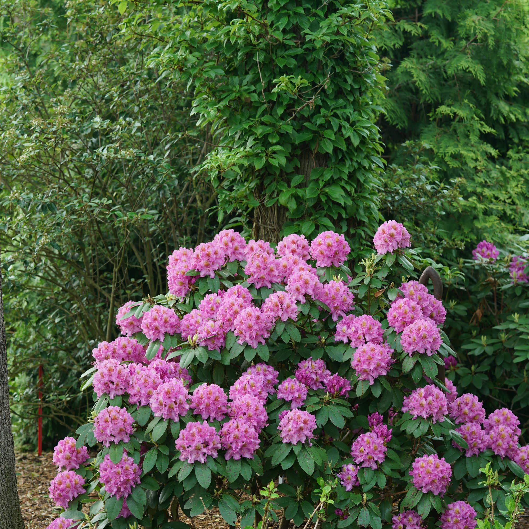 Proven Winners ColorChoice 5" Dandy Man Purple Rhododendron Live Plant in 4.5" Pot (4 Count)