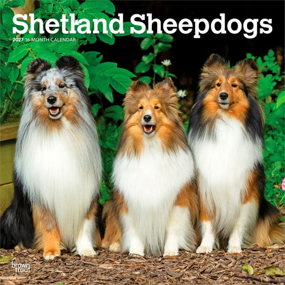 Shetland Sheepdogs 2027 12x24" (Hanging) Wall Calendar | Plastic-Free | BrownTrout