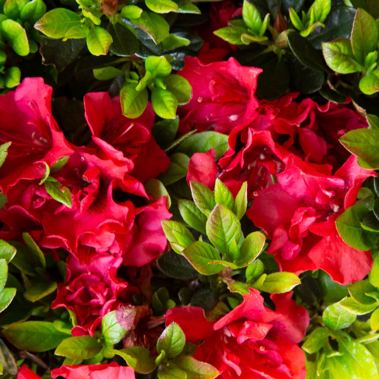 Encore Azalea Autumn Fire Live Shrub in 3-Gallon Grower Pot