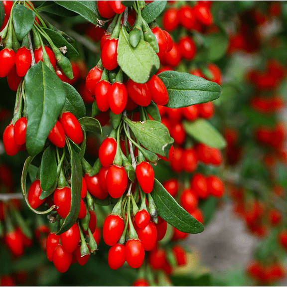 Goji Berry Live Plant Starter 4-6 Inch Tall, Hardy Fruit-Bearing Shrub for Outdoor Gardens, Raised Beds, Containers & Backyard Growing