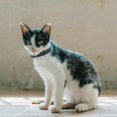 thumbnail image 4 of Stylish Breakaway Cat Collar with Woven Nylon Neckband for Secure Everyday Pet Wear, 4 of 5