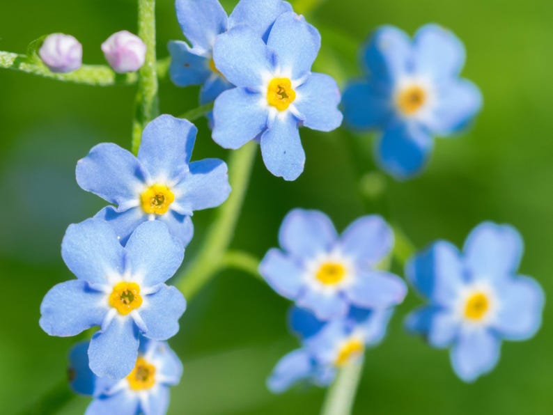30 Seeds Myosotis scorpioides Water Forget-Me-Not Open-Pollinated Flower Seeds Bee Friendly Attracts Butterflies