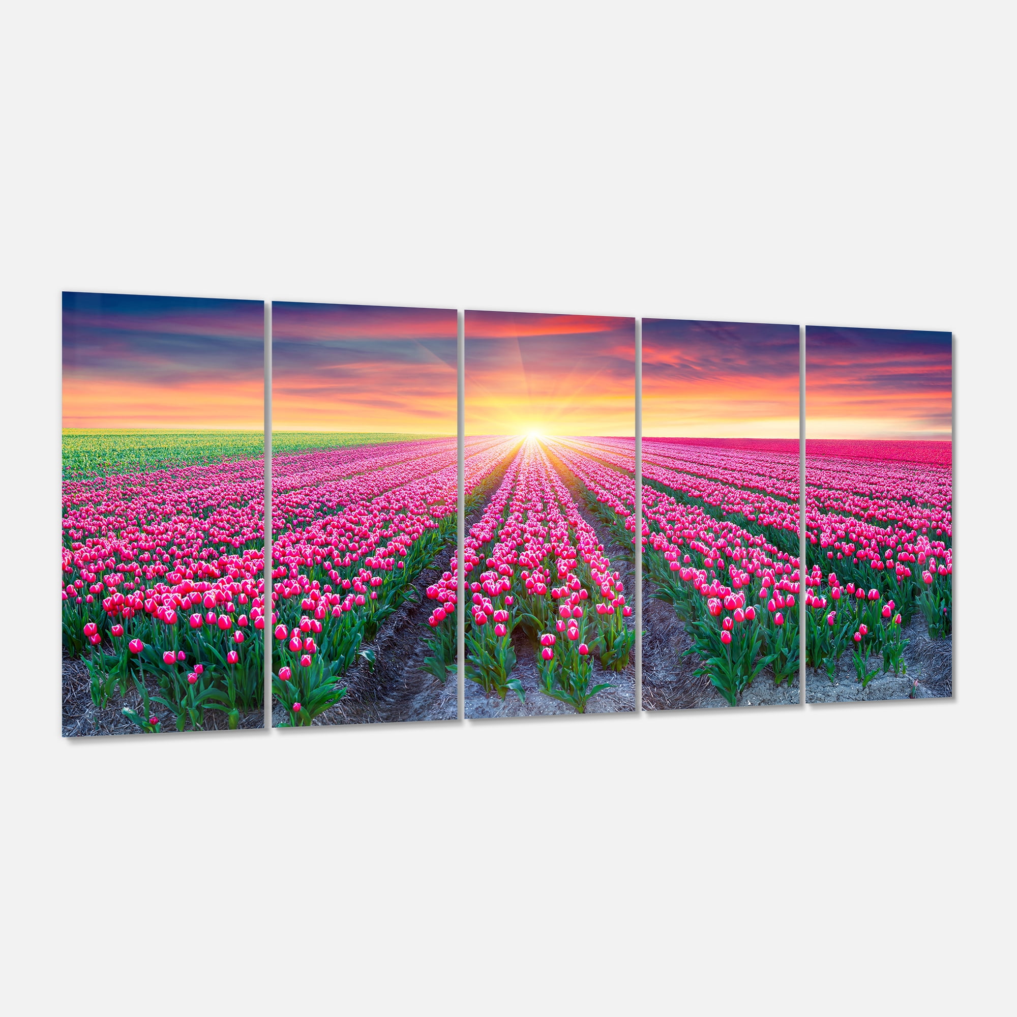 Blooming Tulips at Sunrise 28 in x 60 in Photography Art Prints, by Designart