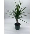 thumbnail image 2 of Dragon Tree, Madagascar Dragonplant, Dracaena marginata Hort. Dragontree in a 4 inch Pot Rare House Plant, 2 of 8