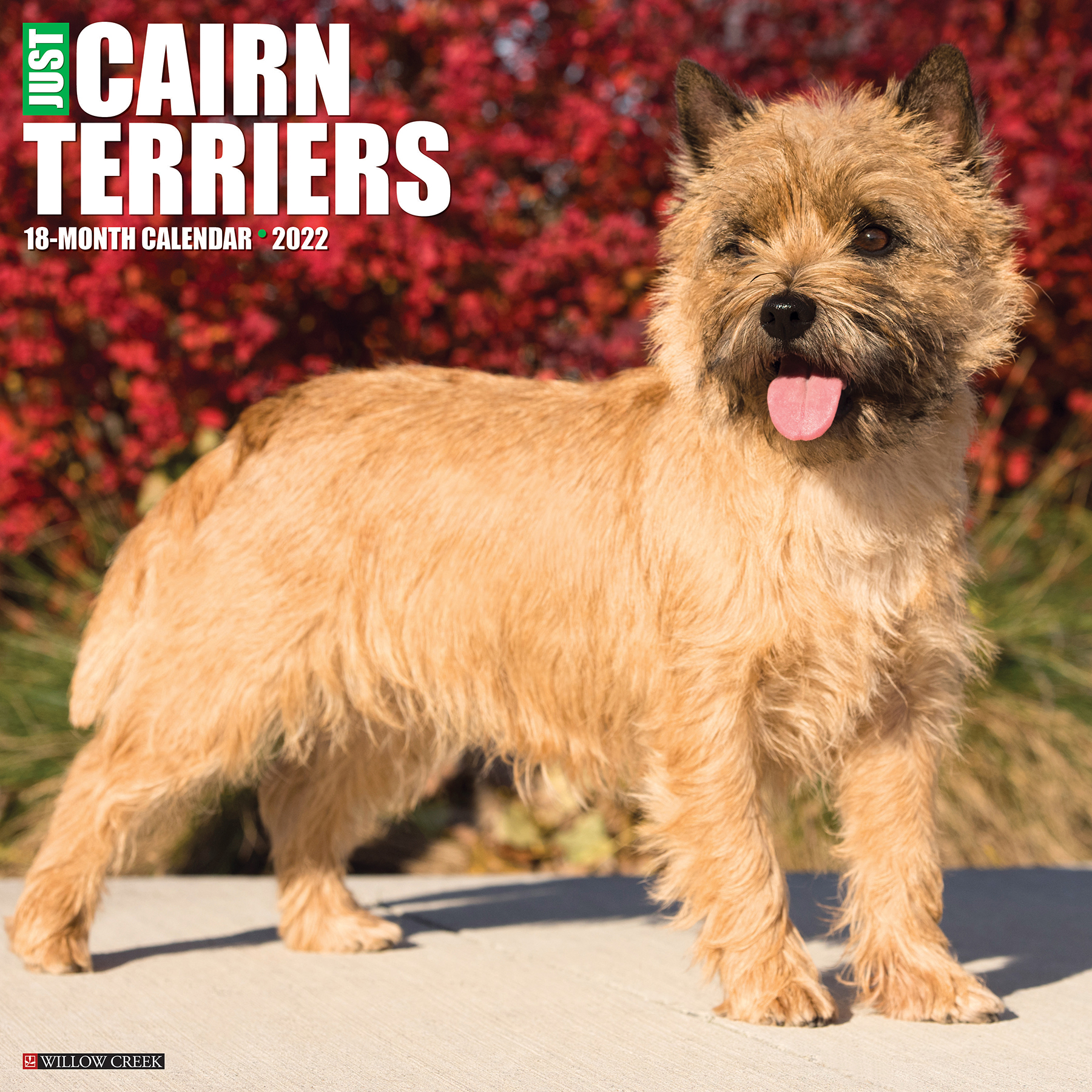 Willow Creek Press Just Cairn Terriers 22 Wall Calendar Dog Breed Walmart Com