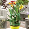 thumbnail image 3 of Tomato Cages For Garden Adjustable Micro Plant Support Cage Mini Plant Support Stakes For Vine Vegetables Fruits & Flower, 3 of 5