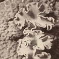 thumbnail image 2 of Mansfield, Kathy 12x12 White Modern Wood Framed Museum Art Print Titled - Sepia Barrier Reef Coral IV, 2 of 4